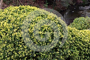 Common box, boxwood or Buxus sempervirens topiary with variegated foliage