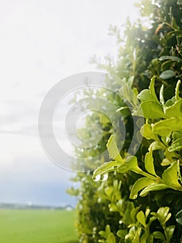Common boxwood with water drops, field, sky and clouds as background.