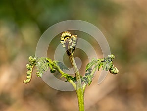 Common Bracken Fern Frond Unfurling