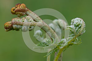 Common bracken pteridium aquilinum