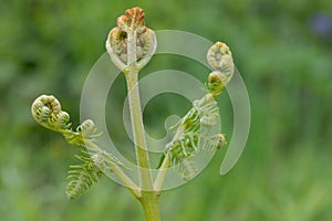 Common bracken pteridium aquilinum