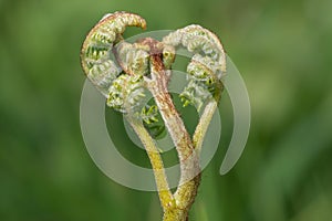 Common bracken pteridium aquilinum