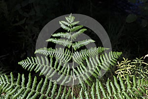 Common bracken at Ribera de Acebo river, Extremadura, Spain