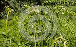 Common bracken at Ribera de Acebo river, Extremadura, Spain