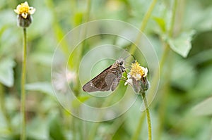 The Common Branded Swift Butterfly Pelopidas mathias,Flower