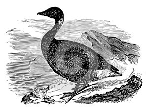 Common Brant vintage illustration