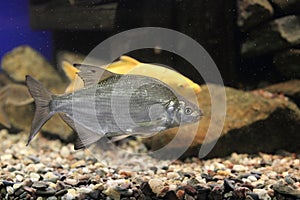 Common bream