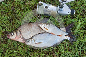 Common bream fish and silver bream or white bream fish, roach fish on green grass. Catching freshwater fish and fishing rod with