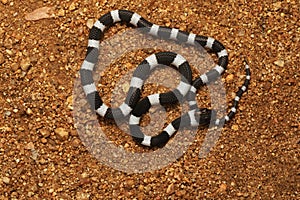 Common Bridle Snake, Dryocalamus nympha, Hampi, Karnataka, India photo
