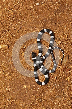 Common Bridle Snake, Dryocalamus nympha, Hampi, Karnataka, India photo