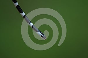 Common Bridle Wolf Snake on tree in nature