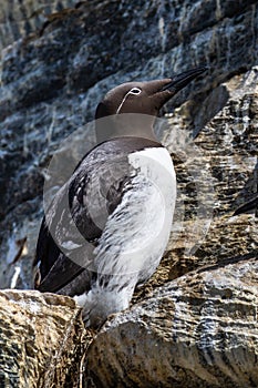 Common Bridled Murre