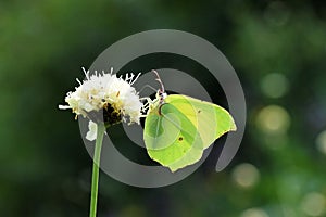 The common brimstone butterfly backlighted