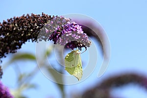 Common Brimstone butterfly, Gonepteryx rhamni