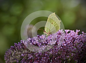 Common Brimstone Butterfly Gonepteryx rhamni