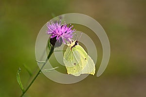 Common Brimstone Butterfly Gonepteryx rhamni