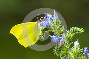 Common brimstone butterfly gonepteryx rhamni, on Buddleja