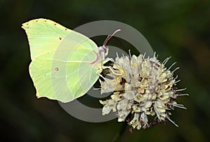 The common brimstone butterfly or Gonepteryx rhamni , butterflies of Iran
