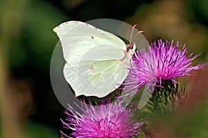 Common Brimstone Butterfly - Gonepteryx rhamni feeding on thistle nectar.