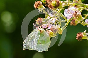 Common brimstone butterfly gonepteryx rhamni on a flower