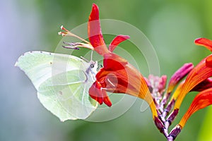 Common brimstone butterfly Gonepteryx rhamni on a garden Montbretia - Crocosmia Lucifer