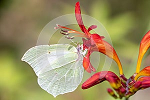 Common brimstone butterfly Gonepteryx rhamni on a garden Montbretia - Crocosmia Lucifer