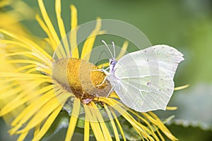 Common brimstone butterfly Gonepteryx rhamni on giant fleabane Inula magnifica