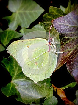 Common brimstone butterfly on a lush green leaf among a cluster of other similarly colored foliage