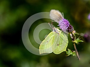 Common Brimstone butterfly on a thistle flower