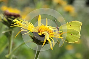 Common brimstone on elecampane flower