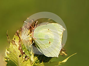 Common Brimstone (Gonepteryx rhamni), 13, sucking nectar from a