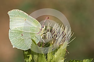 Common brimstone Gonepteryx rhamni