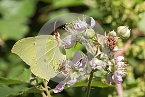 Common brimstone Gonepteryx rhamni