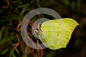 Common Brimstone - Gonepteryx rhamni