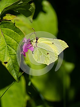 Common brimstone Gonepteryx rhamni