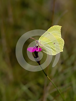 Common brimstone Gonepteryx rhamni