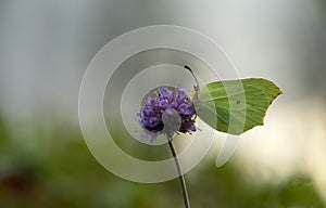 Common brimstone, Gonepteryx rhamni