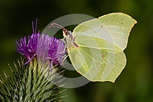 Common Brimstone - Gonepteryx rhamni, beautiful yellow butterfly