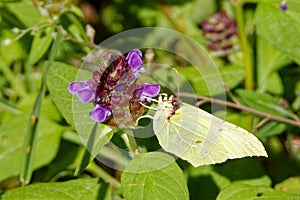 Common brimstone Gonepteryx rhamni and common self-heal flowers