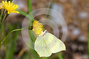 Common brimstone (Gonepteryx rhamni) feeding on hawkweed flowers