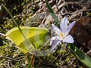 The common brimstone (Gonepteryx rhamni) on a flower blooming in spring