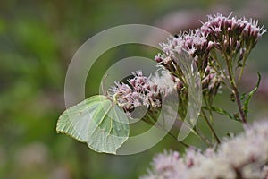 Common brimstone