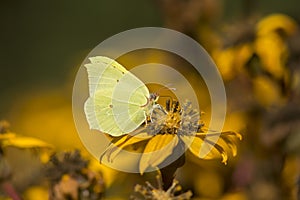 Common brimstone Gonepteryx rhamni on a summer ragwort Ligularia dentata