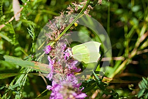 Common brimstone - Gonepteryx rhamni yellow butterfly