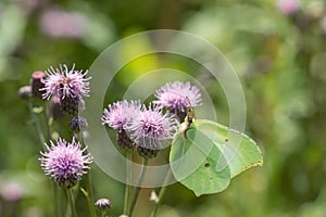 Common brimstone (Gonepteryx rhanmi).