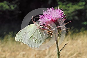 Common brimstone on a thistle flower