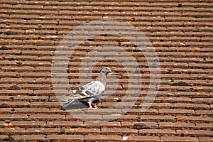 Common british pidgeon on roof tiles