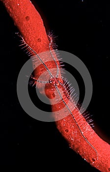 Common brittlestar,Ophiura ophiura