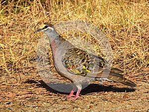 Common Bronzewing (Phaps chalcoptera) in Australia photo