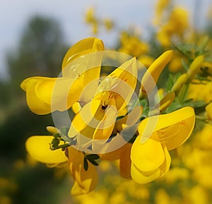 Common broom (Cytisus scoparius)